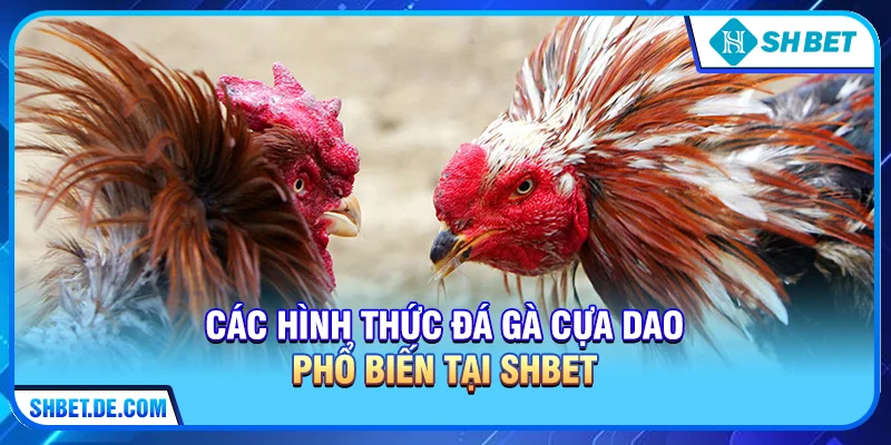 Các hình thức Đá gà cựa dao phổ biến tại SHBET