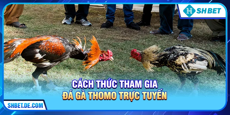 Đá Gà Thomo – Trải Nghiệm Đỉnh Cao Cùng SHBET