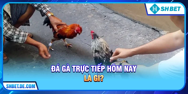 Đá gà trực tiếp hôm nay là gì?