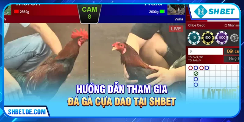 Đá Gà Cựa Dao - Khám Phá Thế Giới Đỉnh Cao Tại SHBET
