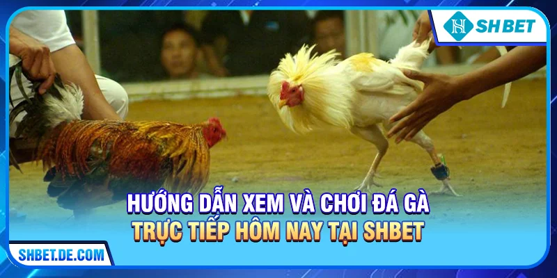 Đá Gà Trực Tiếp Hôm Nay Tại SHBET – Xem Trực Tiếp HD, Kèo Cược Hấp Dẫn