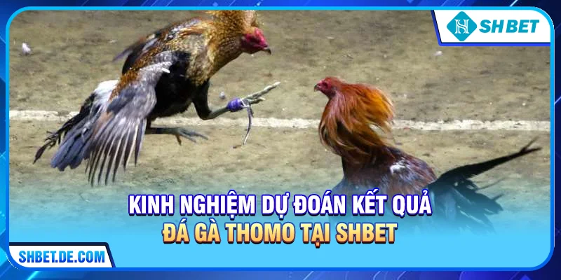Kinh Nghiệm Dự Đoán Kết Quả Đá Gà Thomo Tại SHBET