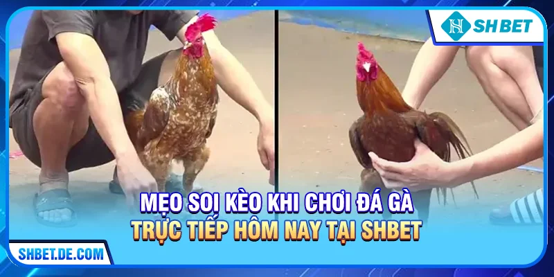 Mẹo soi kèo khi chơi đá gà trực tiếp hôm nay tại SHBET
