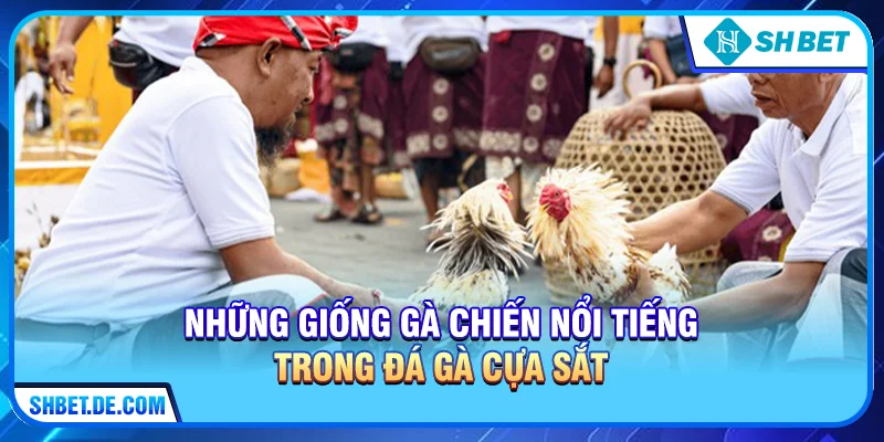 Những Giống Gà Chiến Nổi Tiếng Trong Đá Gà Cựa Sắt