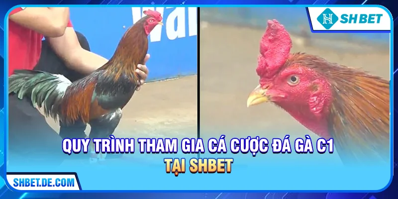 Đá gà C1 – Đỉnh Cao Trường Đấu Và Kinh Nghiệm Cá Cược Bất Bại Tại SHBET