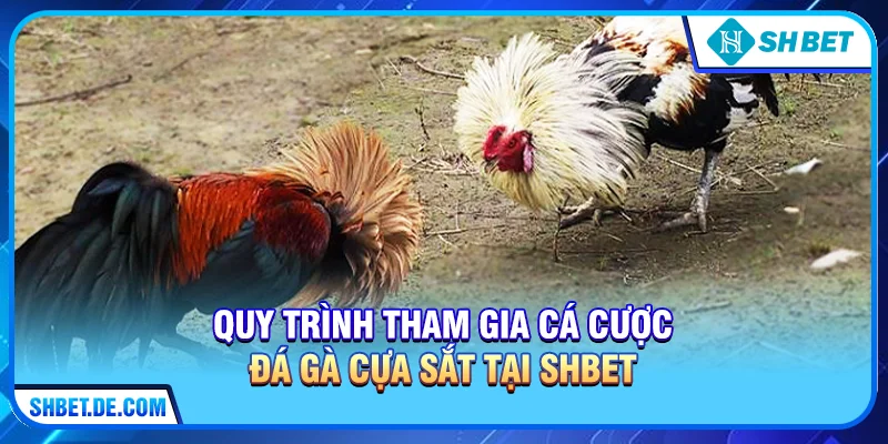 Đá Gà Cựa Sắt - Đỉnh Cao Và Trải Nghiệm Cá Cược Tại SHBET