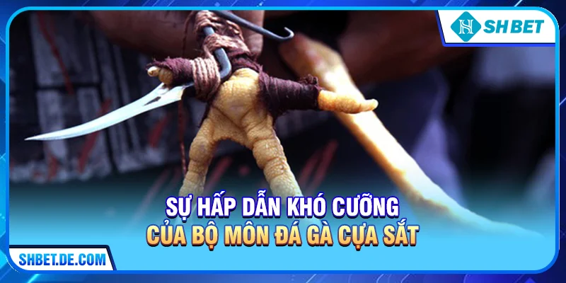 Sự Hấp Dẫn Khó Cưỡng Của Bộ Môn Đá Gà Cựa Sắt