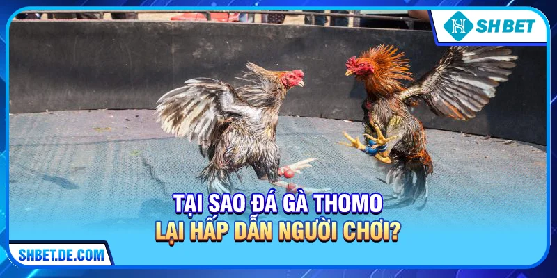 Tại Sao Đá Gà Thomo Lại Hấp Dẫn Người Chơi?