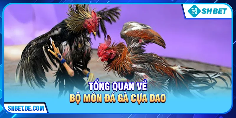 Tổng quan về bộ môn Đá gà cựa dao